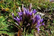 58 Gentiana anisodonta ramosa